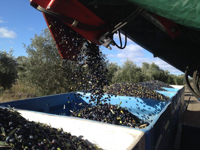 salute-oliva-olive-harvest